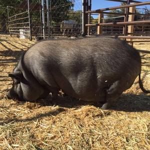 Meet your Posher, Sungin